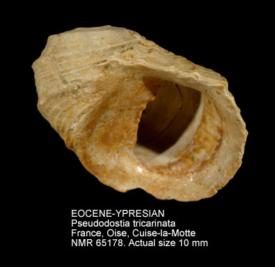 EOCENE-YPRESIAN Pseudodostia tricarinata.jpg - EOCENE-YPRESIANPseudodostia tricarinata(Lamarck,1804)